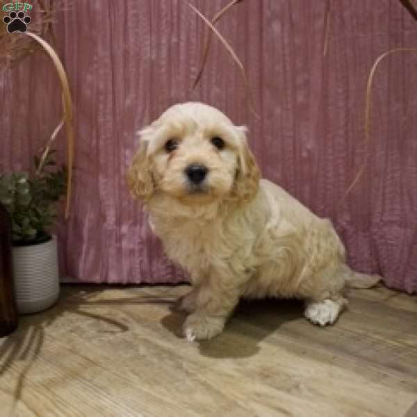 Gunner, Mini Goldendoodle Puppy